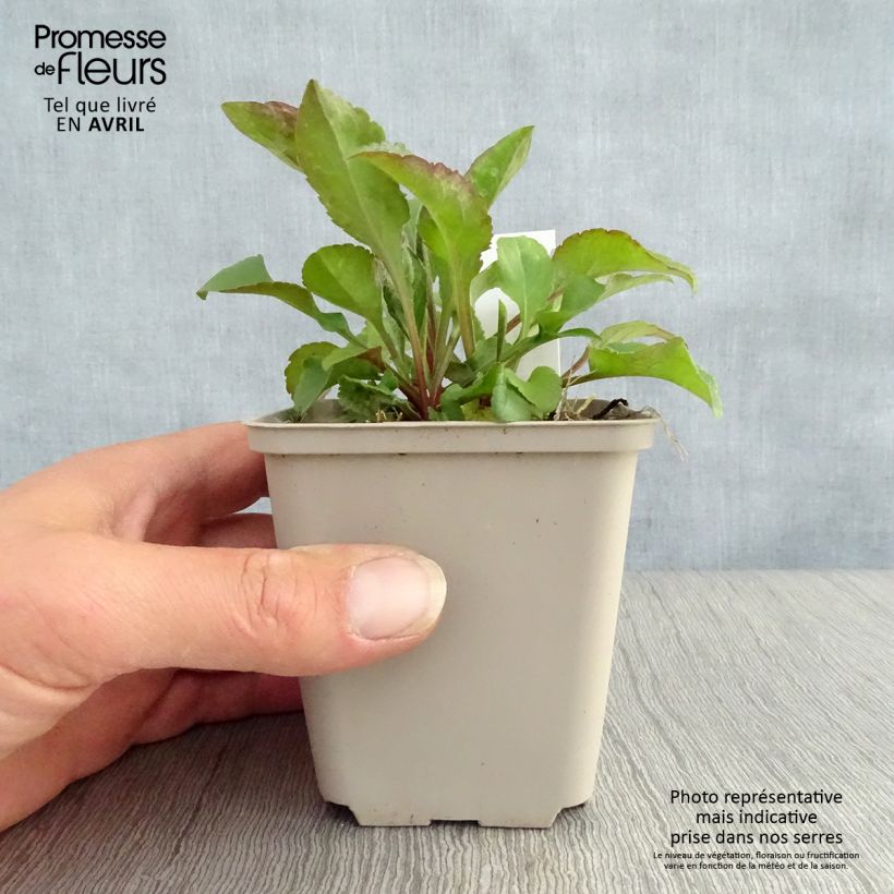 Solidago virgaurea 8/9 cm pot sample as delivered in spring