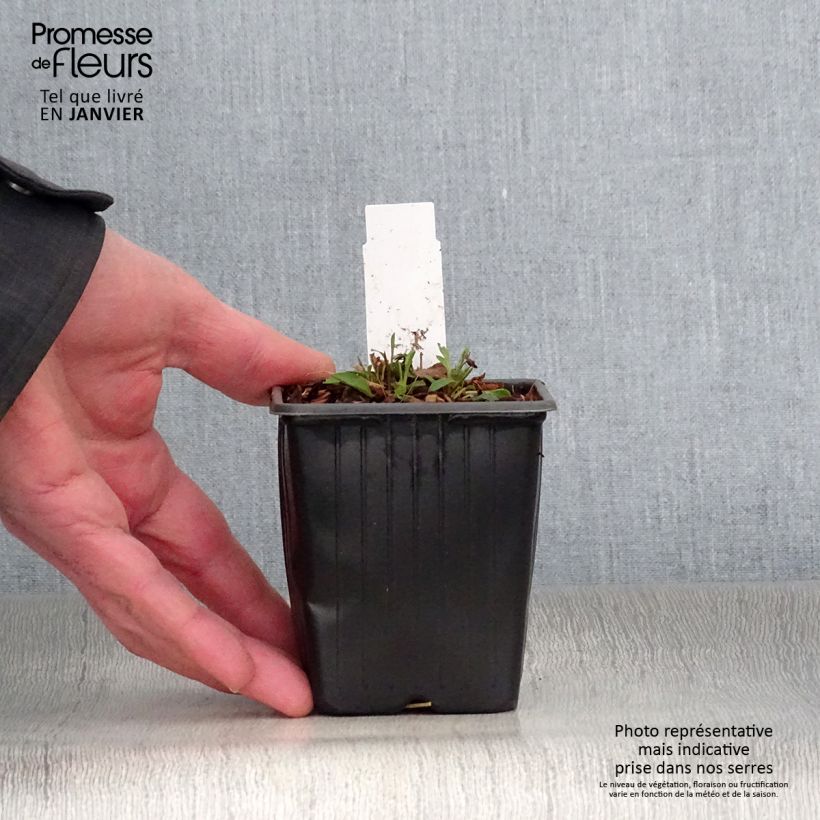 Solidago virgaurea subsp. minuta 8/9 cm pot sample as delivered in winter