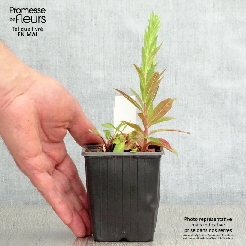 Solidago virgaurea subsp. minuta 8/9 cm pot sample as delivered in spring