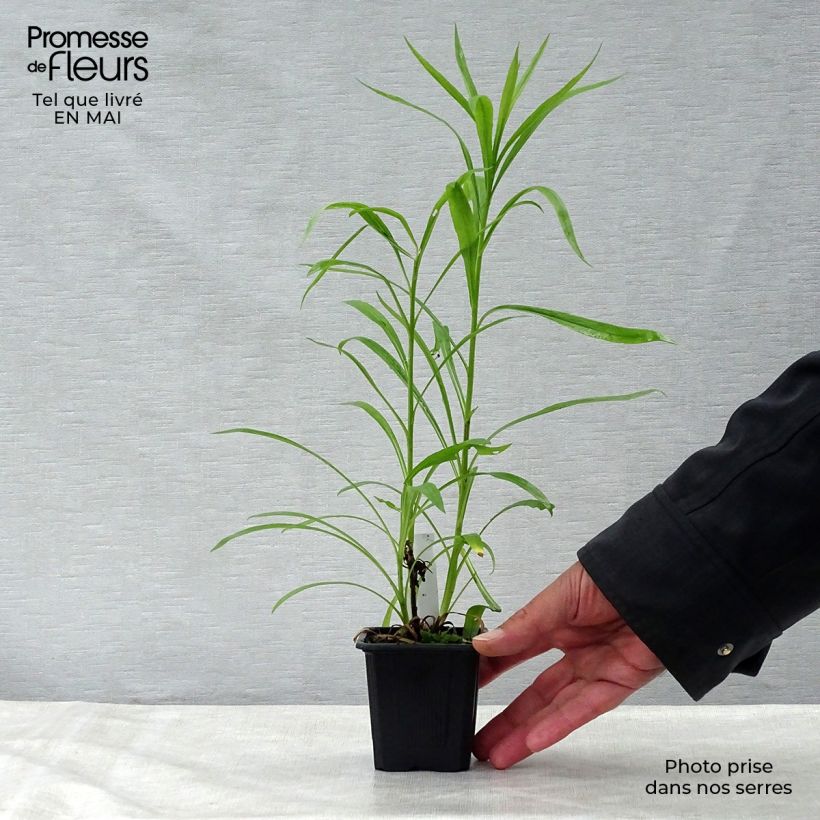 Solidaster luteus Lemore 8/9 cm pot sample as delivered in spring