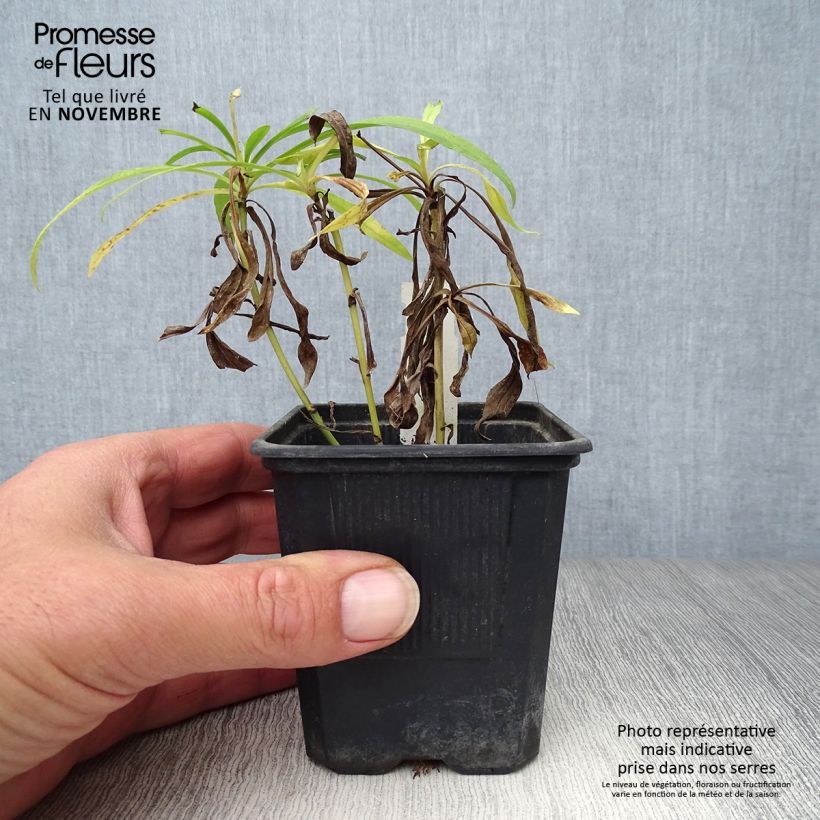 Solidaster luteus Lemore 8/9 cm pot sample as delivered in autumn