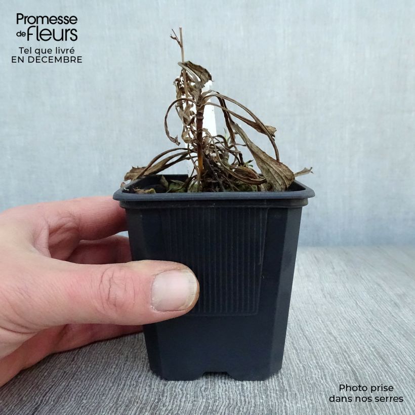 Solidaster luteus Lemore 8/9 cm pot sample as delivered in winter