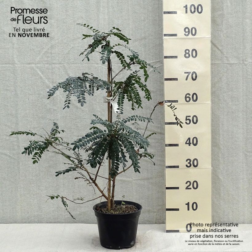 Sophora microphylla Sun King 2L/3L pot sample as delivered in autumn