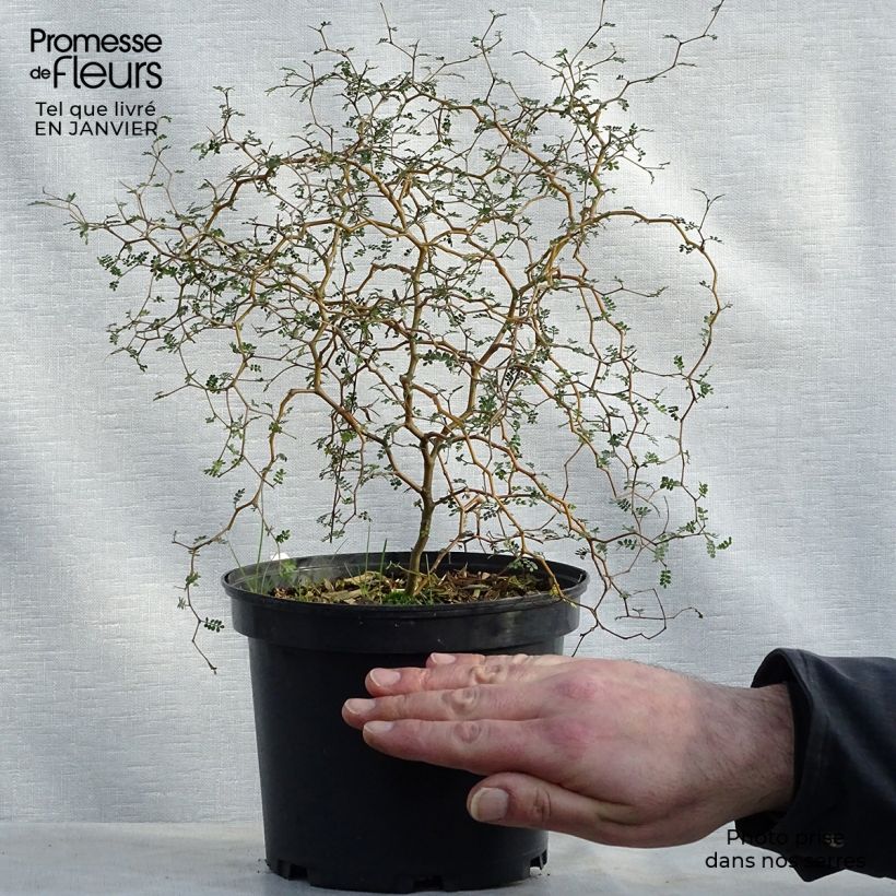Sophora prostrata Little Baby 3L/4L pot sample as delivered in winter