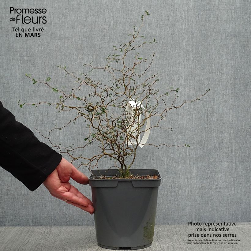Sophora prostrata Little Baby 3L/4L pot sample as delivered in spring