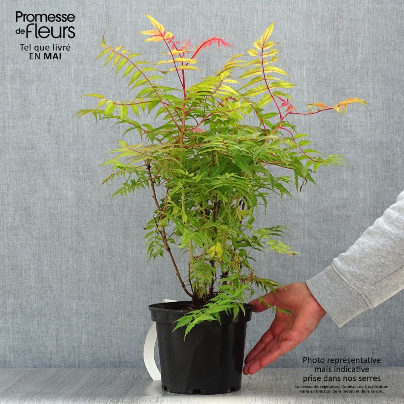 Sorbaria sorbifolia Pink Hopi 2L/3L pot sample as delivered in spring