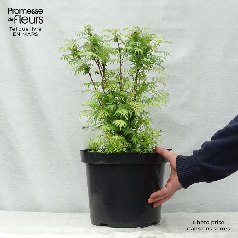 Sorbaria sorbifolia Sem 7.5L/10L pot sample as delivered in spring