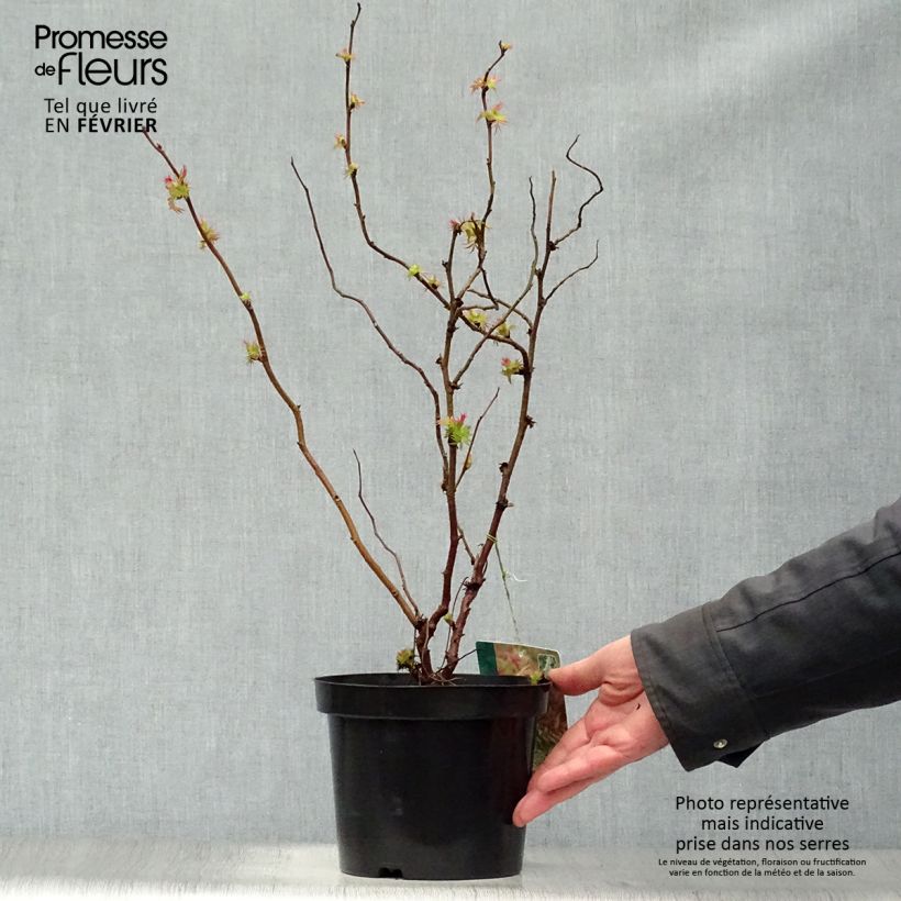 Sorbaria sorbifolia Sem 2L/3L pot sample as delivered in winter