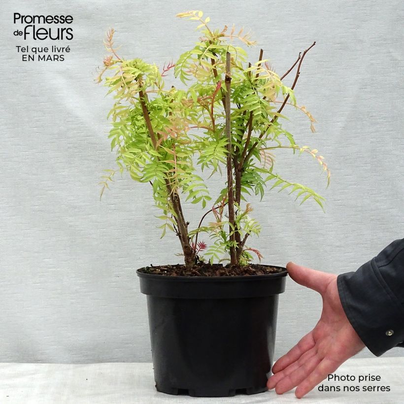 Sorbaria sorbifolia Sem 2L/3L pot sample as delivered in spring