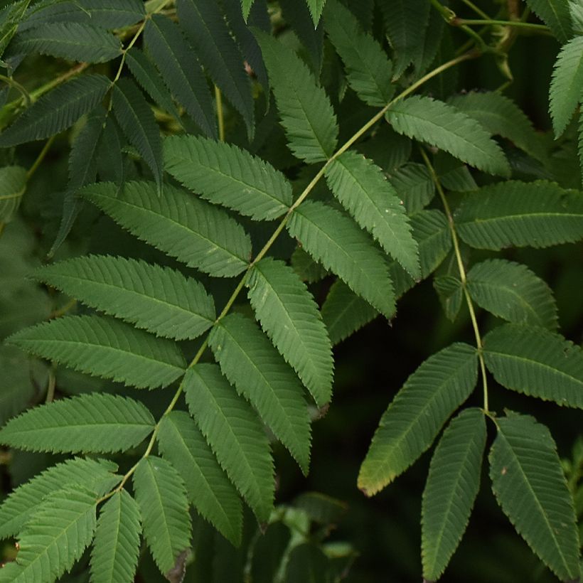 Sorbaria tomentosa subsp. angustifolia Stick & Feathers (Foliage)