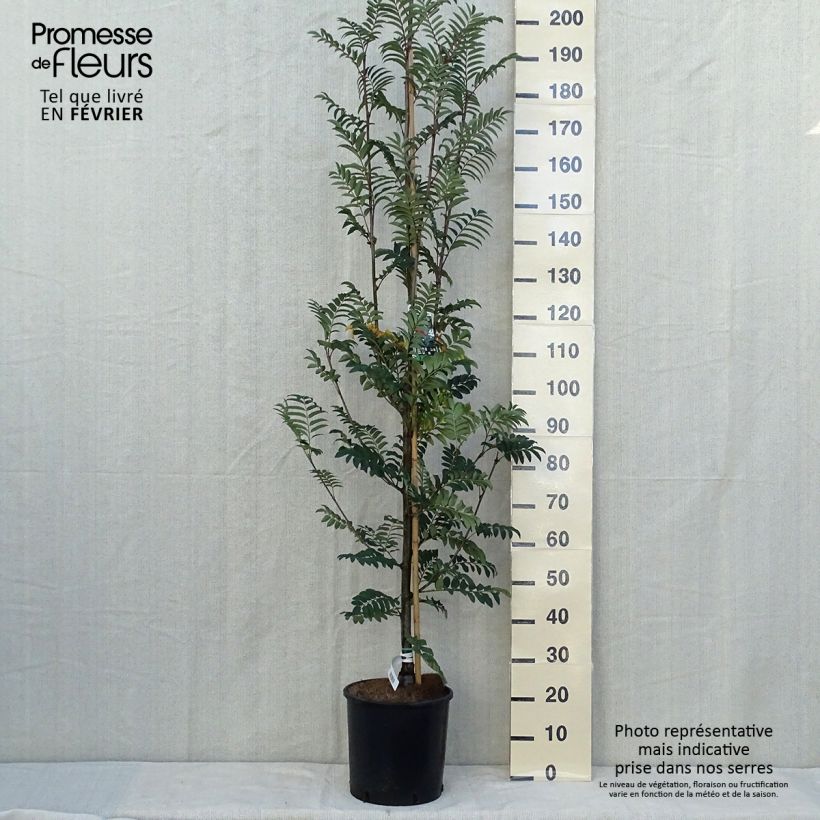 Sorbus aucuparia Sheerwater Seedling 7.5L/10L pot sample as delivered in autumn
