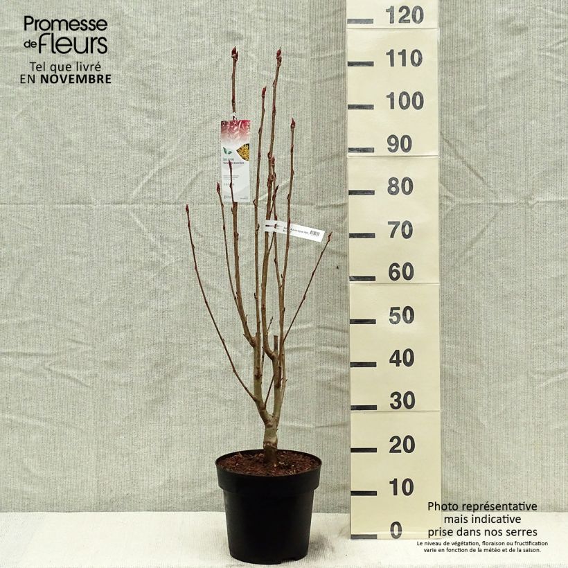 Sorbus aucuparia Autumn Spire 4L/5L pot sample as delivered in autumn