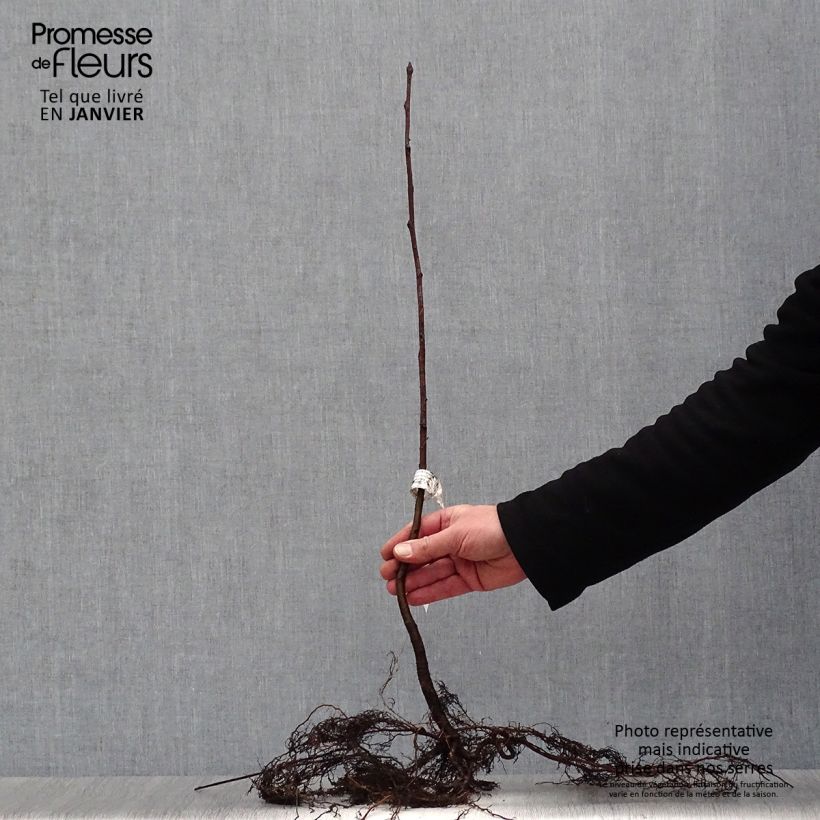 Sorbus aucuparia Bare root sample as delivered in winter