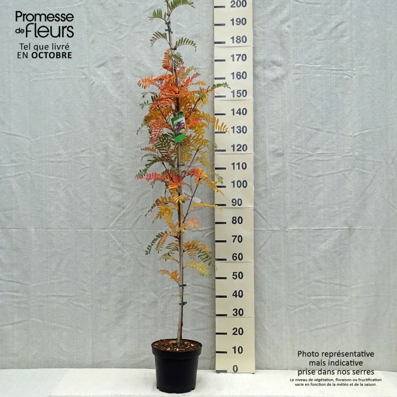 Sorbus scalaris 7.5L/10L pot sample as delivered in autumn
