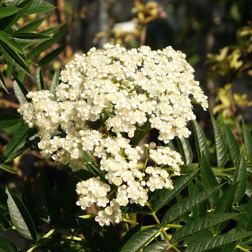 Sorbus wilfordii - Japanese rowan (Flowering)