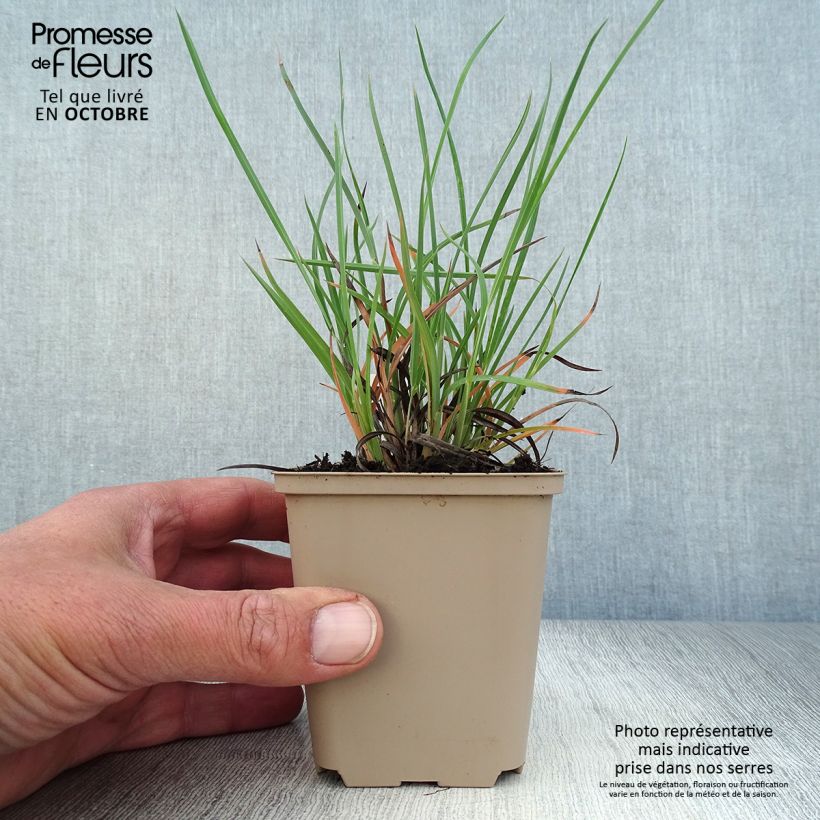 Sorghastrum nutans Sioux Blue 8/9 cm pot sample as delivered in autumn