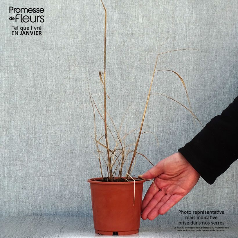 Sorghastrum nutans Sioux Blue 1L/1.5L pot sample as delivered in winter