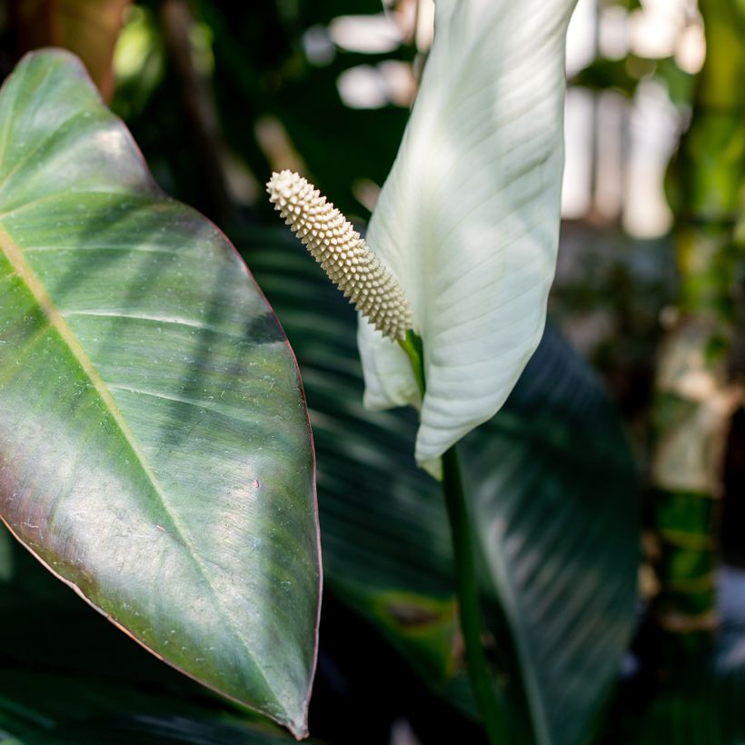 Spathiphyllum Sensation - Peace lily (Flowering)