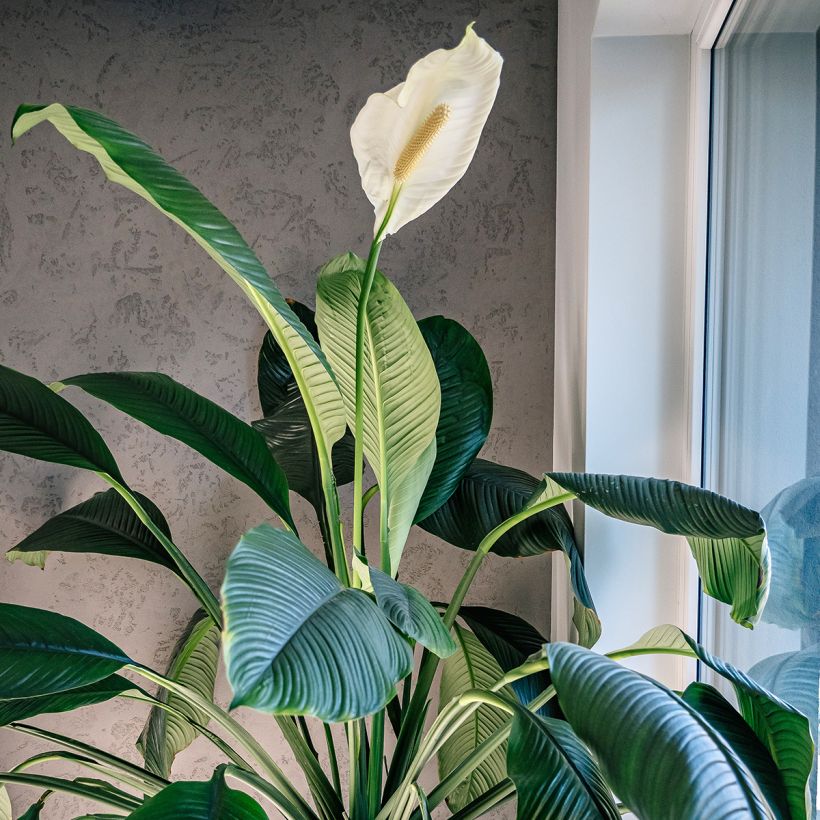 Spathiphyllum Sensation - Peace lily (Plant habit)