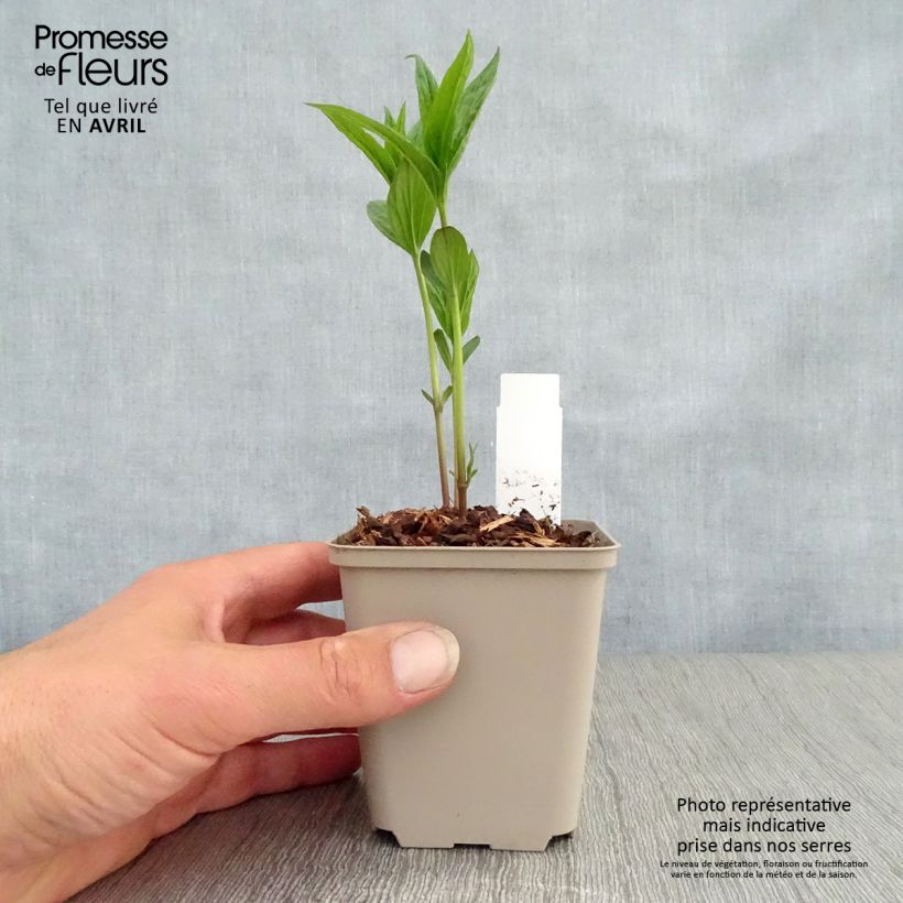 Spigelia marilandica 8/9 cm pot sample as delivered in spring