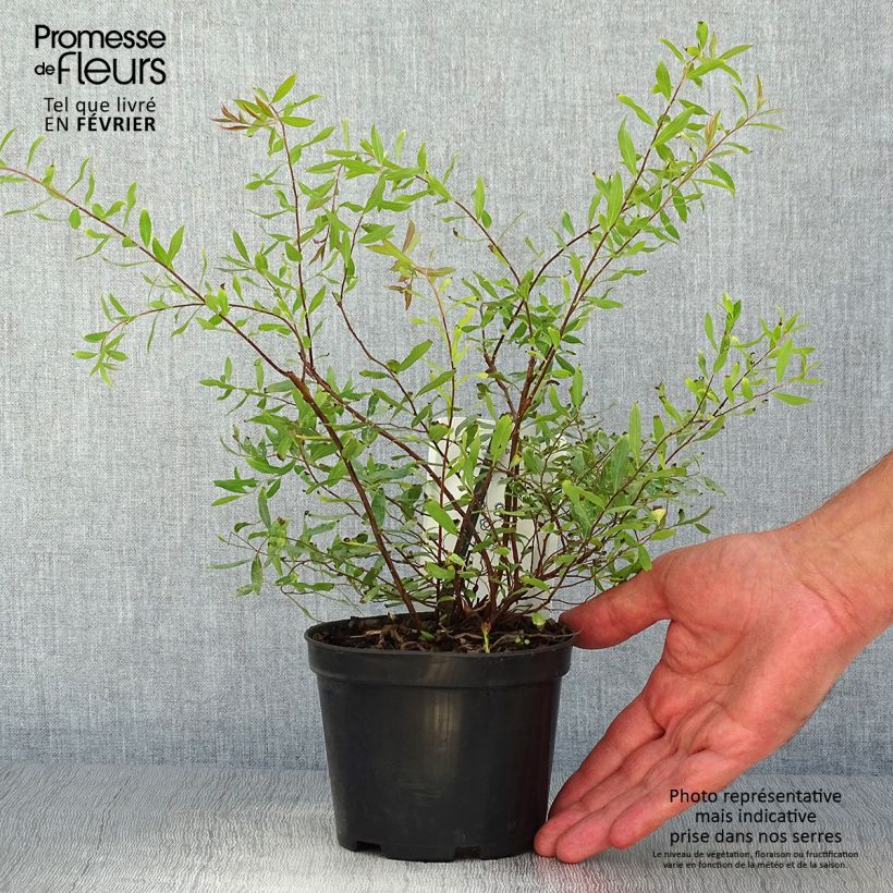 Spiraea arguta 1L/1.5L pot sample as delivered in autumn