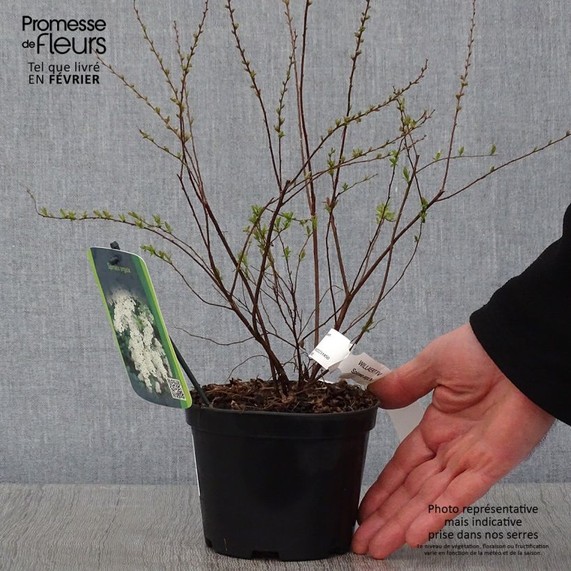 Spiraea arguta 1L/1.5L pot sample as delivered in winter