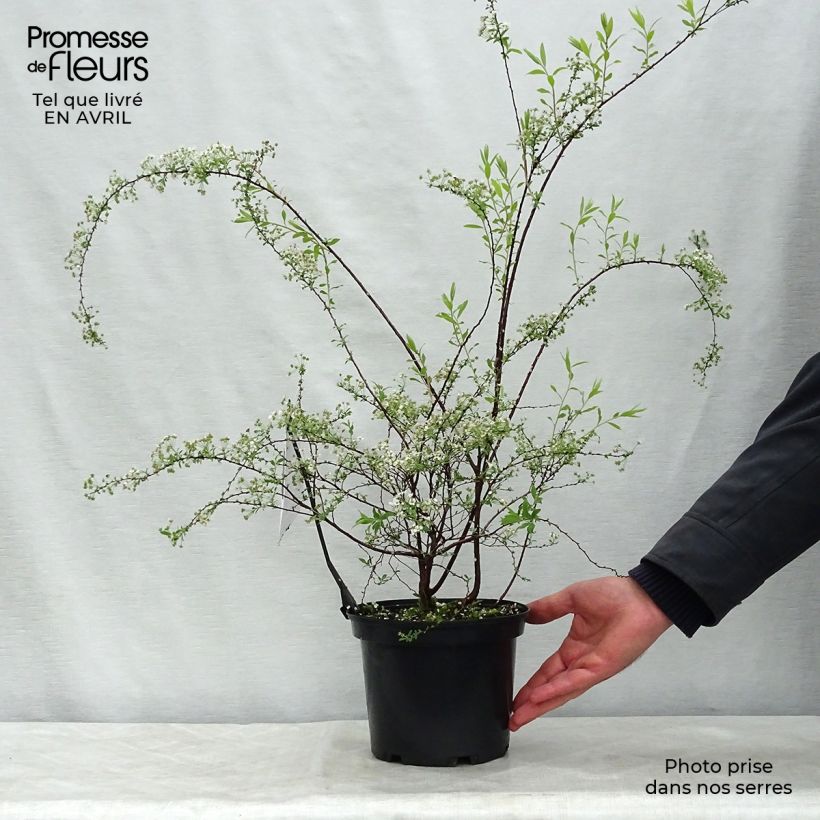 Spiraea arguta 3L/4L pot sample as delivered in spring