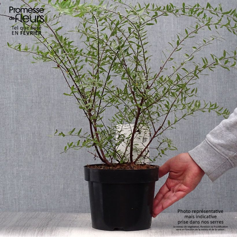 Spiraea arguta 3L/4L pot sample as delivered in autumn