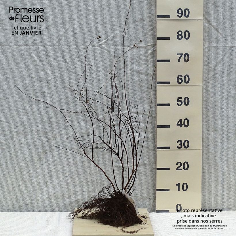 Spiraea arguta Bare root sample as delivered in winter