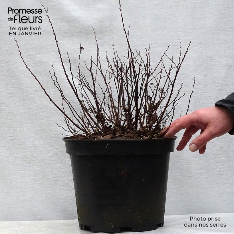 Spiraea betulifolia Tor 7.5L/10L pot sample as delivered in winter