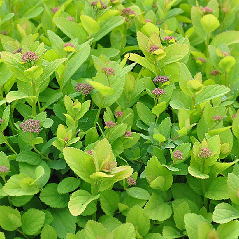 Spiraea betulifolia PINK SPARKLER COURISPI01 (Foliage)