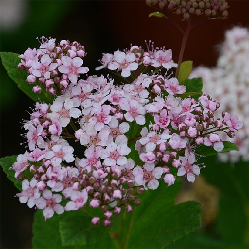 Spiraea betulifolia PINK SPARKLER COURISPI01 (Flowering)