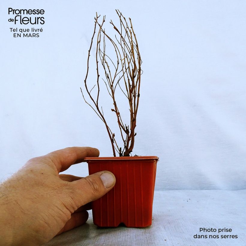 Spiraea x billiardii 8/9 cm pot sample as delivered in spring