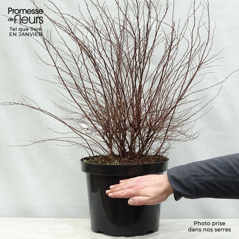 Spiraea cinerea Graciosa 7.5L/10L pot sample as delivered in winter