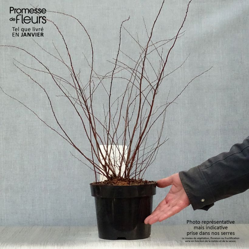 Spiraea cinerea Graciosa 2L/3L pot sample as delivered in winter