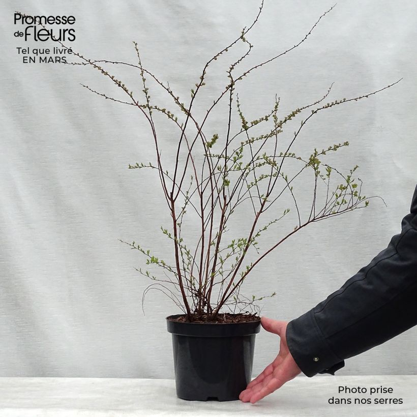Spiraea cinerea Graciosa 2L/3L pot sample as delivered in spring