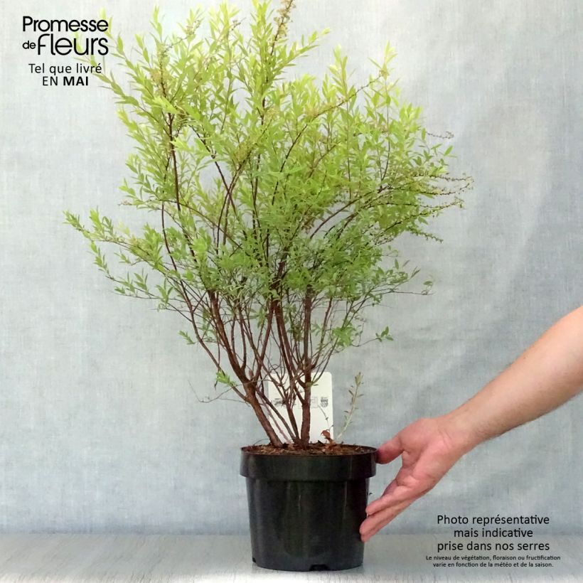 Spiraea cinerea Grefsheim 3L/4L pot sample as delivered in spring