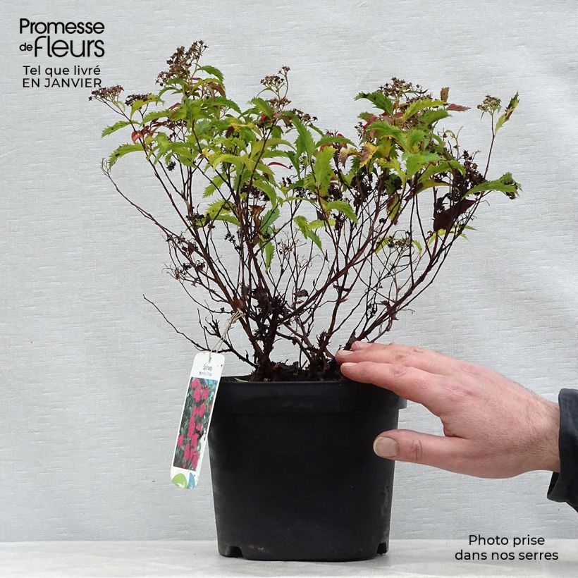 Spiraea japonica Crispa 1.5L/2L pot sample as delivered in winter