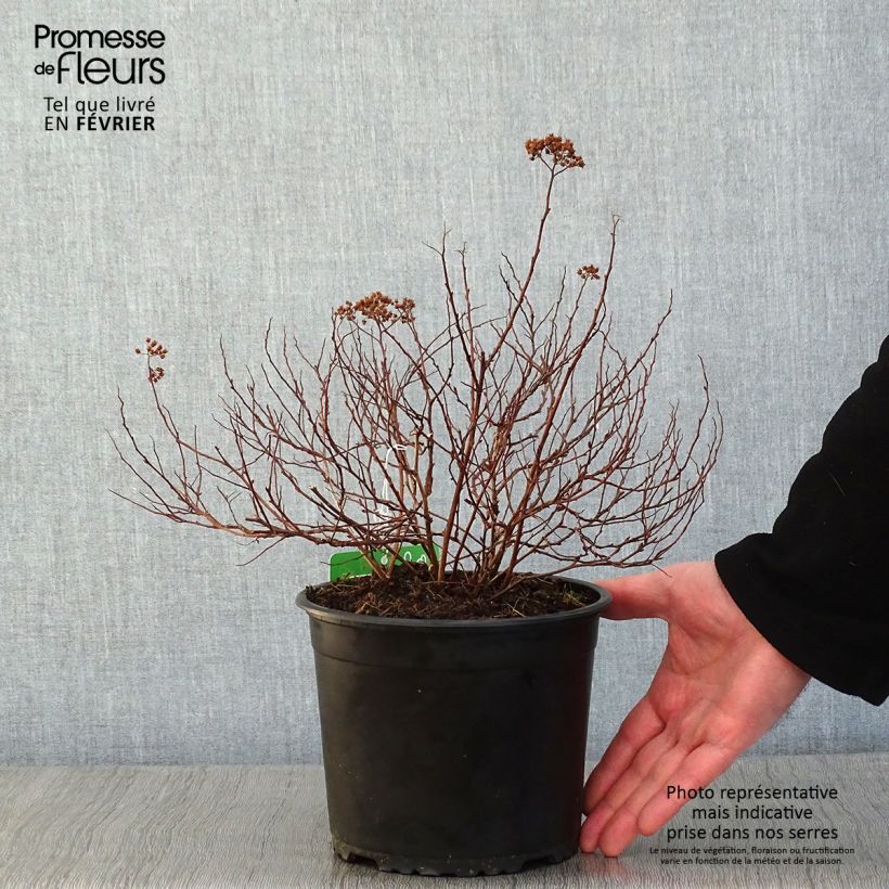 Spiraea japonica Merlo Green 2L/3L pot sample as delivered in winter
