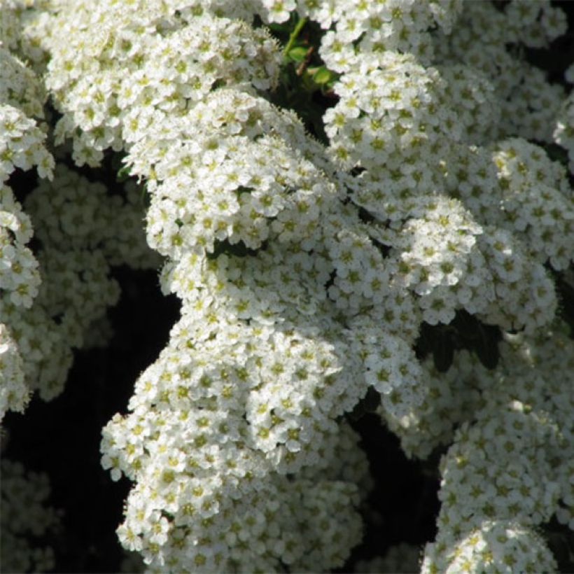 Spiraea nipponica Snowmound (Flowering)