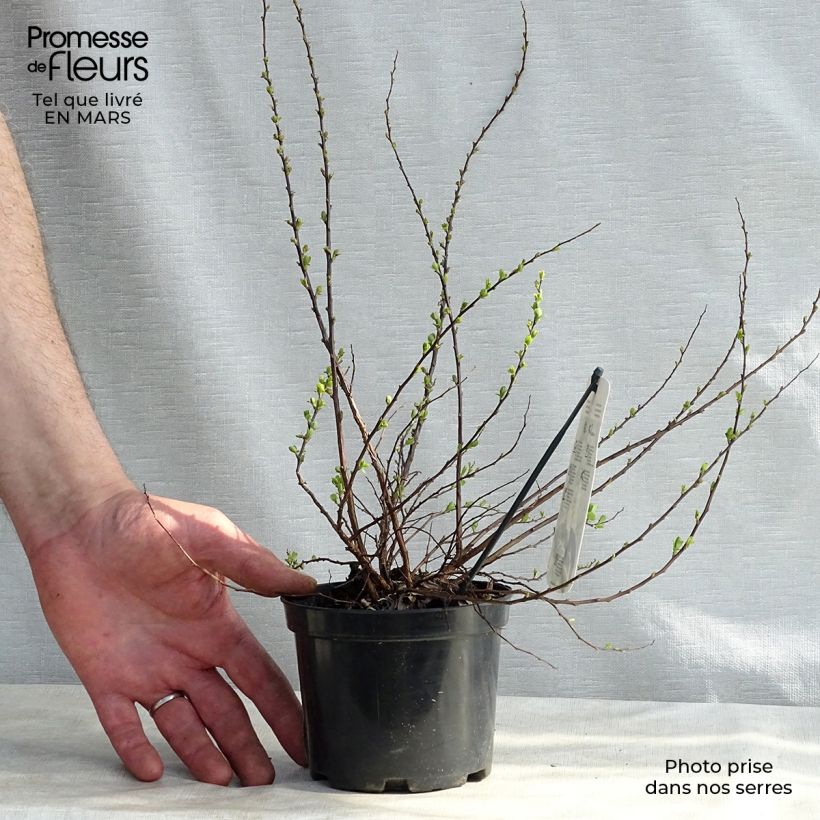 Spiraea nipponica Snowmound 1L/1.5L pot sample as delivered in spring