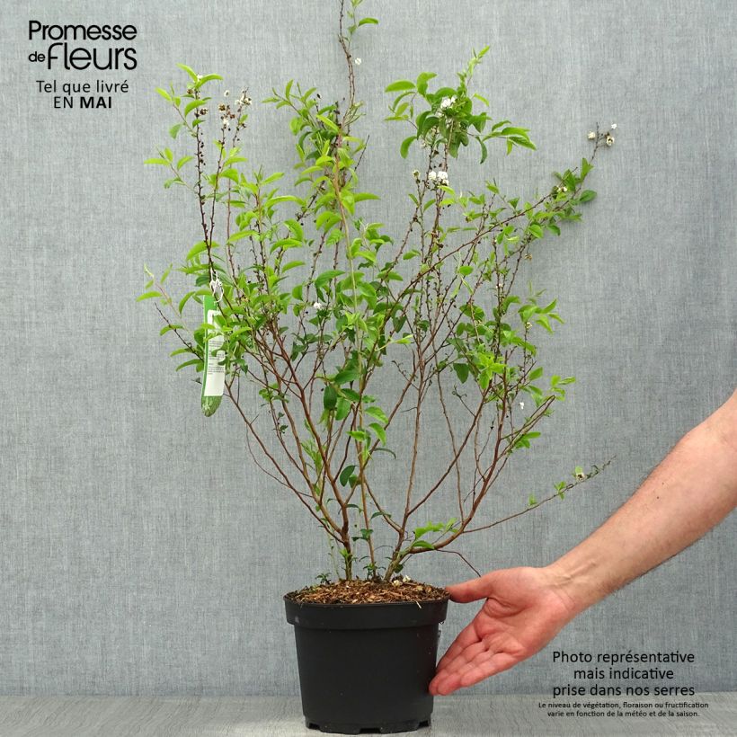 Spiraea prunifolia Plena 2L/3L pot sample as delivered in spring