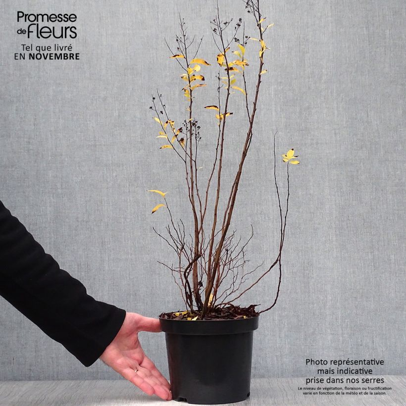Spiraea prunifolia 2L/3L pot sample as delivered in autumn
