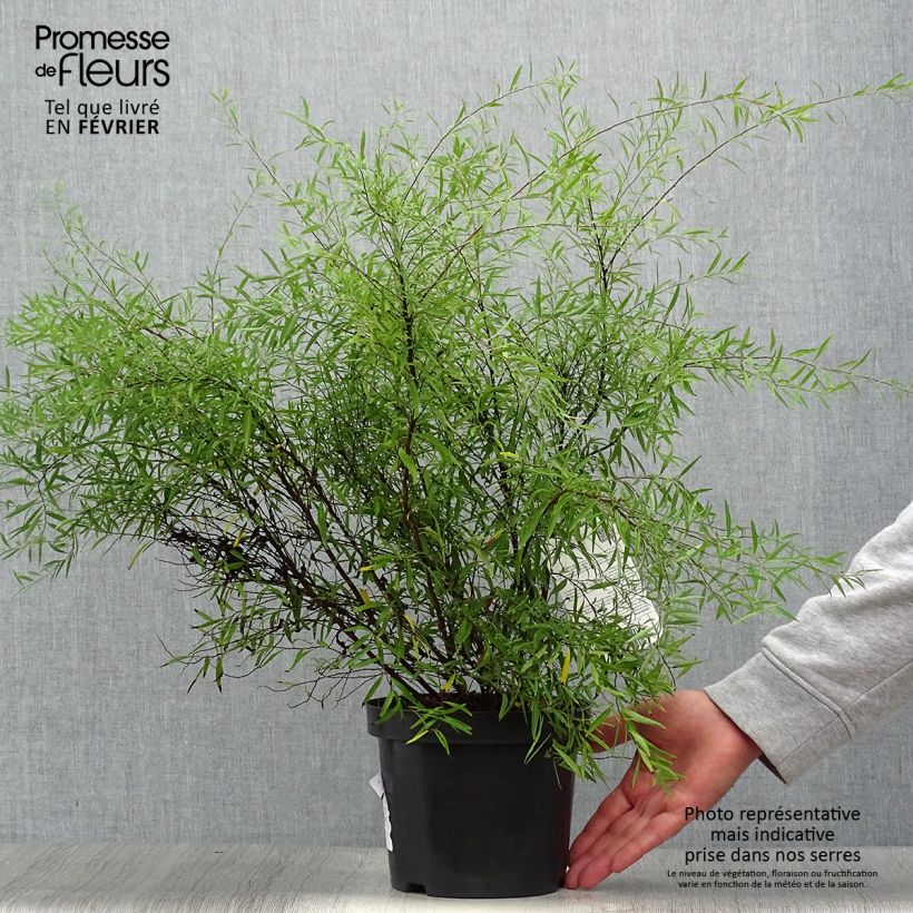 Spiraea thunbergii 3L/4L pot sample as delivered in autumn