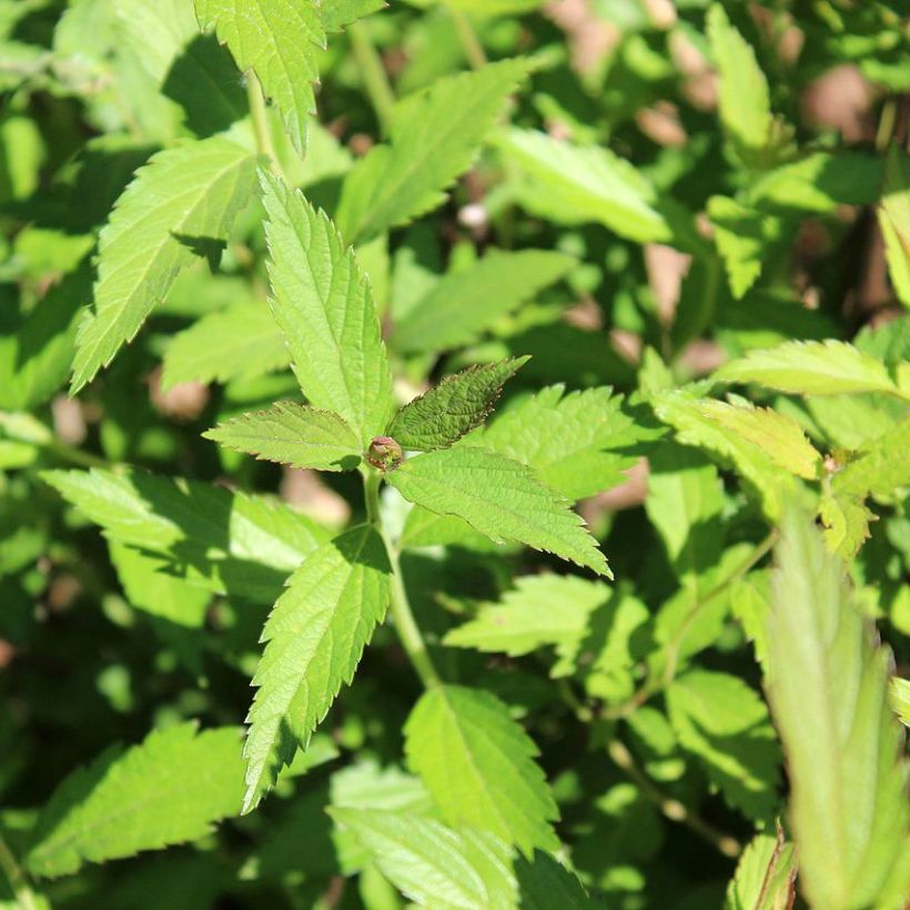 Spiraea japonica Darts Red (Foliage)