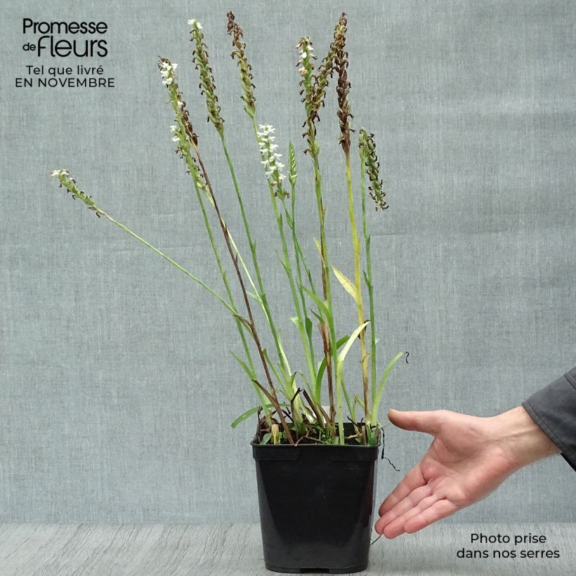 Spiranthes Cernua var odorata - Chadds Ford 2L/3L pot sample as delivered in autumn