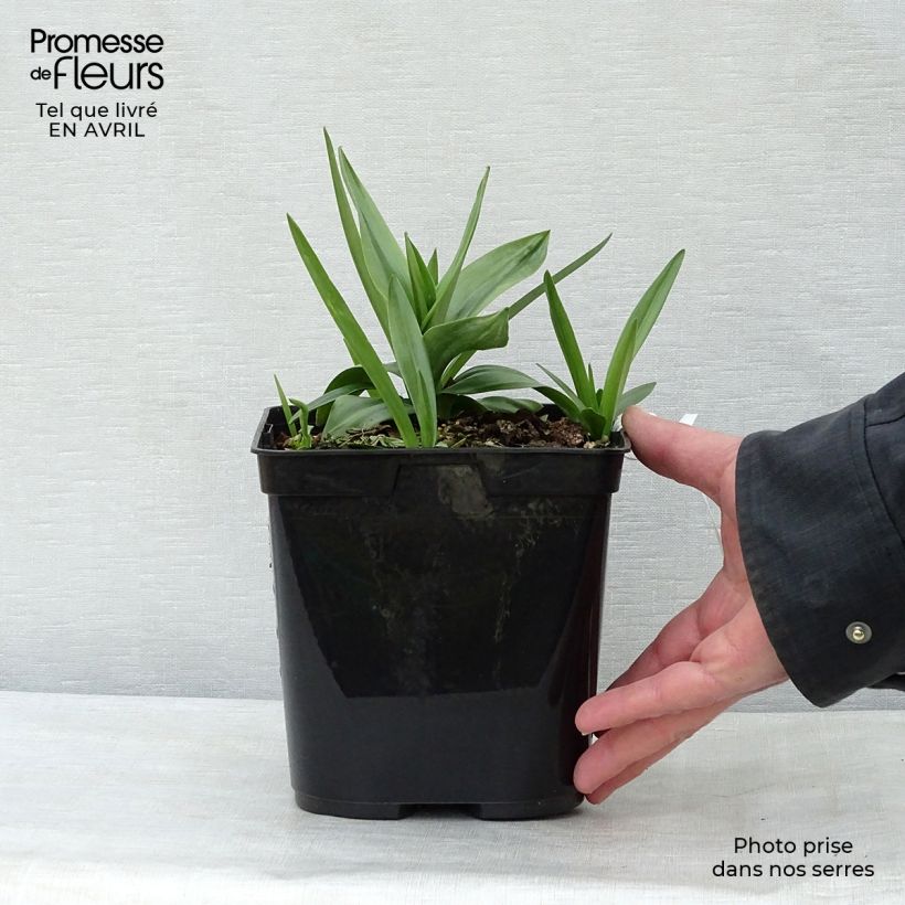Spiranthes Cernua var odorata - Chadds Ford 2L/3L pot sample as delivered in spring