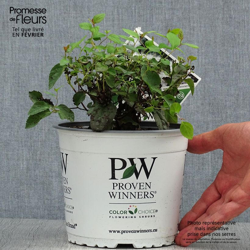 Spiraea japonica Double Play Kazoo 2L/3L pot sample as delivered in autumn