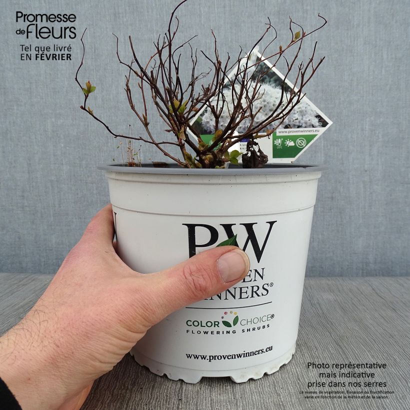 Spiraea japonica Double Play Kazoo 2L/3L pot sample as delivered in winter