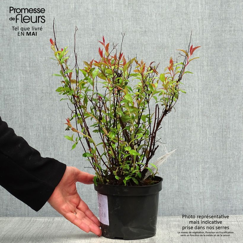 Spiraea japonica Neon Flash 2L/3L pot sample as delivered in spring